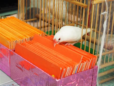 文鳥算命|文鳥が運勢を占ってくれる！？台湾・台北で有名な「。